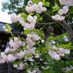 4月16日　左近の八重桜