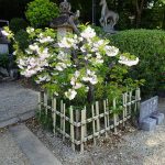 4月16日　左近の八重桜