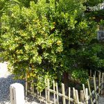 4月16日　右近の橘
