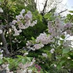 4月21日　左近の八重桜