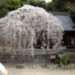 R5.3.24　満開