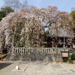 R5.3.30 　落花さかん　